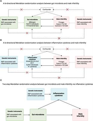 Inflammatory cytokines may mediate the causal relationship between gut microbiota and male infertility: a bidirectional, mediating, multivariate Mendelian randomization study